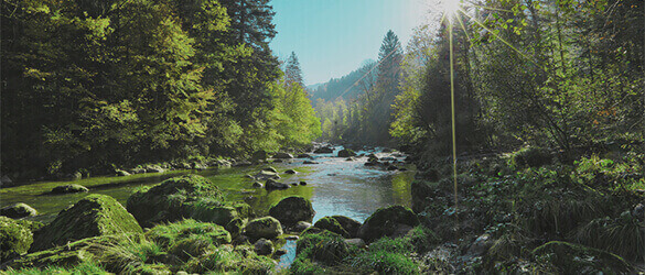 Environment